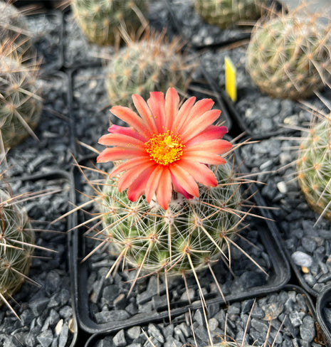 Thelocactus conothelos