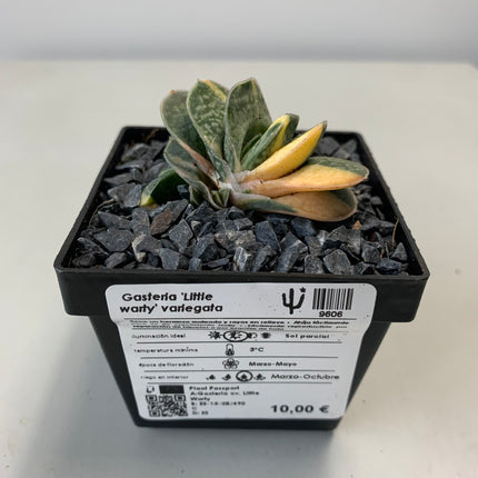 Gasteria 'Gracilis' f. variieren