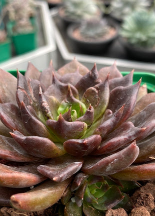 Echeveria `Super Bowl´