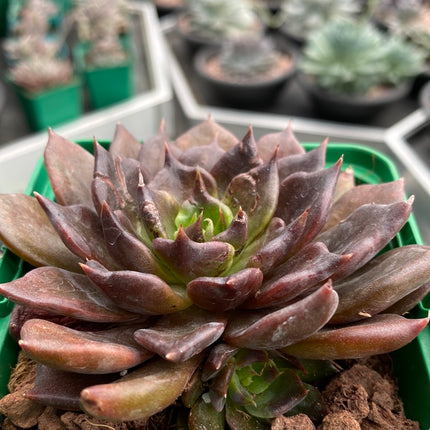 Echeveria `Super Bowl´