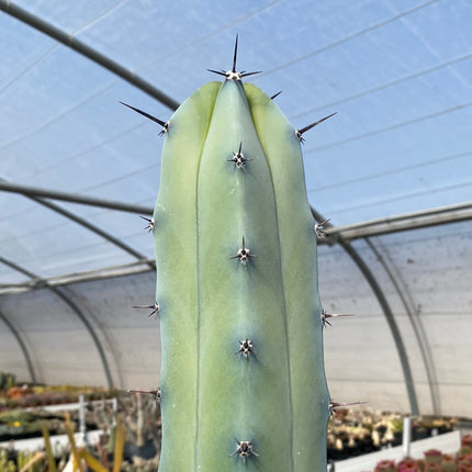 Myrtillocactus geometrizans