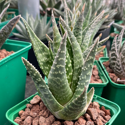 x Gasteraloe 'Glomeraris'
