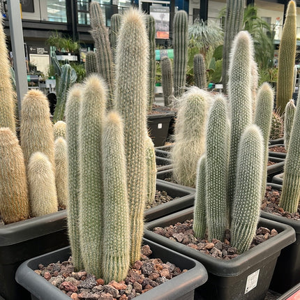 Cleistocactus strausii