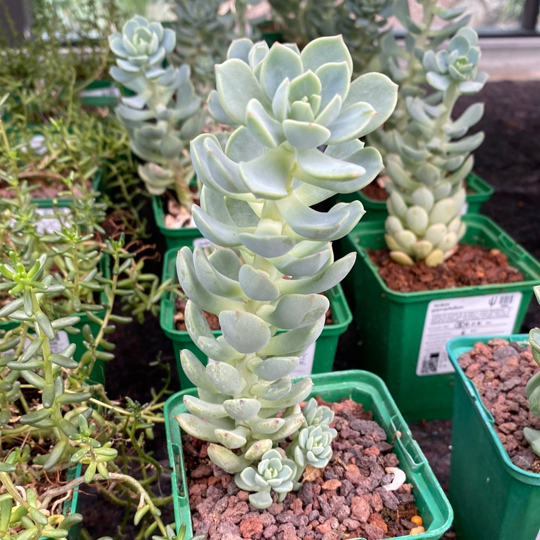 Sedum gypsophullum