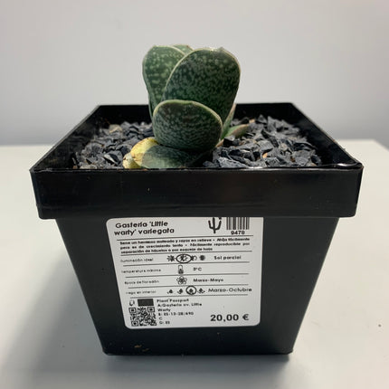 Gasteria 'Gracilis' f. variieren