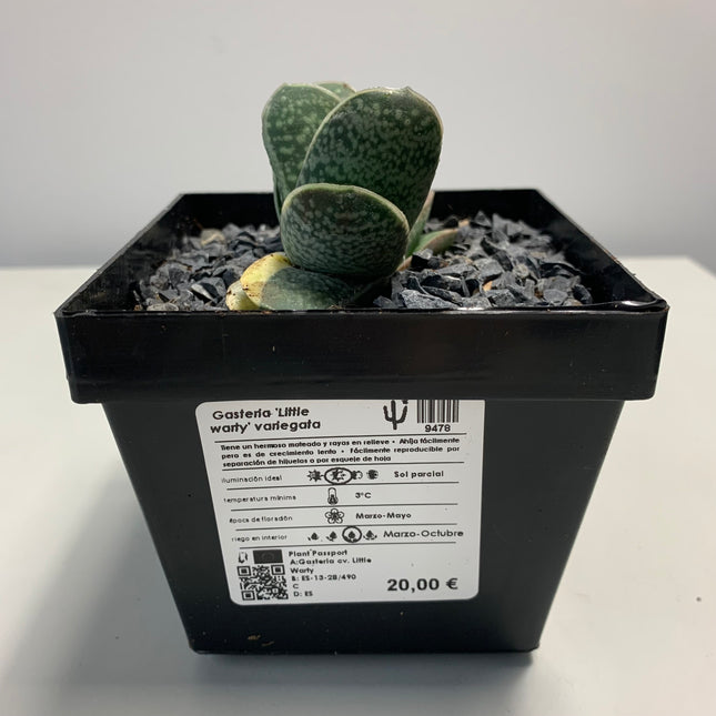 Gasteria 'Gracilis' f. variegata