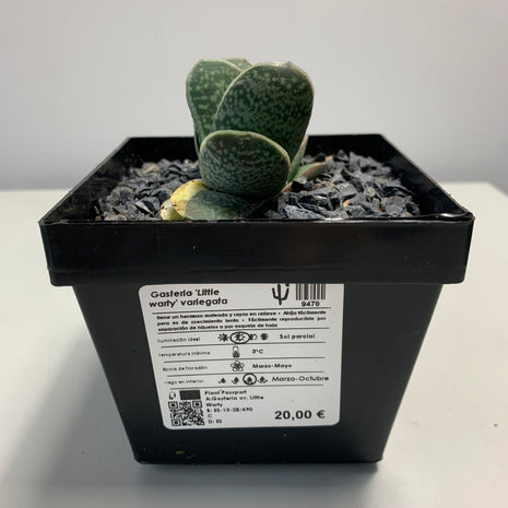 Gasteria 'Gracilis' f. variieren