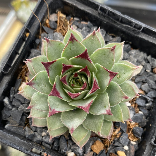 Sempervivum calcareum