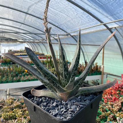 zweifarbige Gasteria