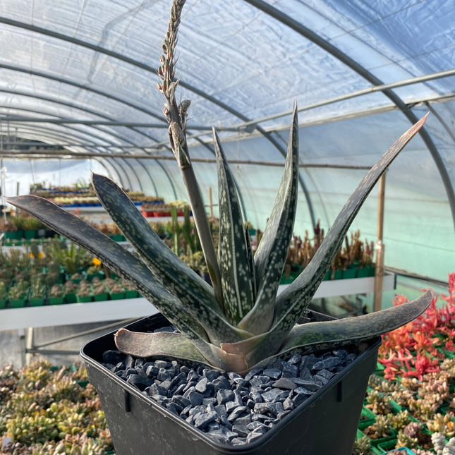 zweifarbige Gasteria