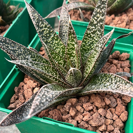 x Gasteraloe 'Flow'