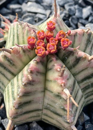 Euphorbia meloformis f. variegata