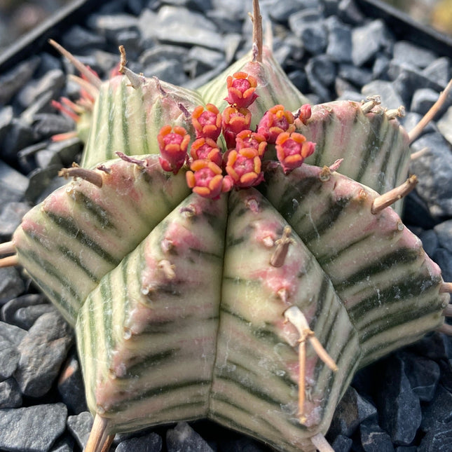 Euphorbia meloformis f. variegada