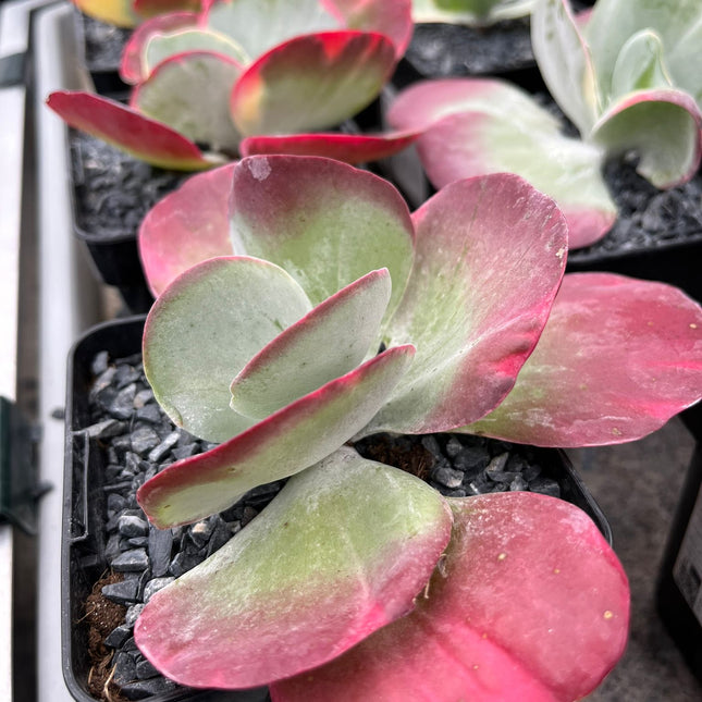 Kalanchoe luciae