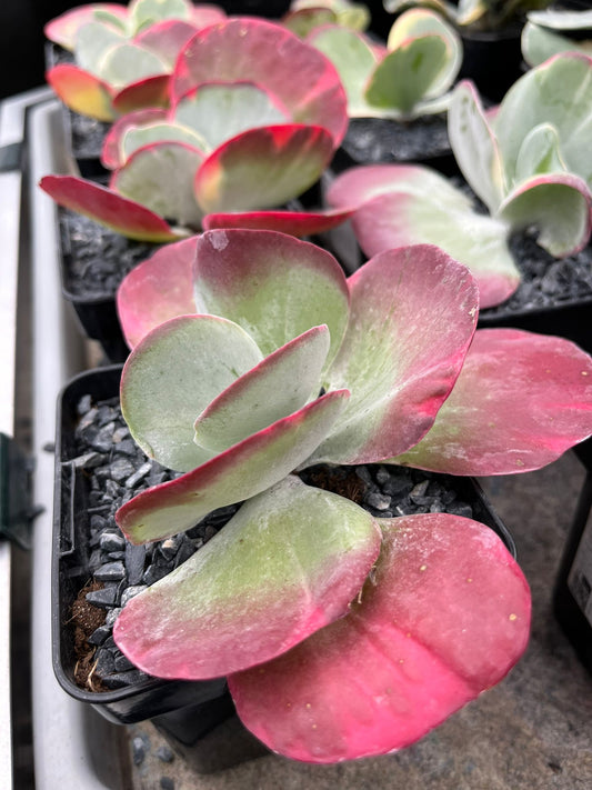 Kalanchoe luciae