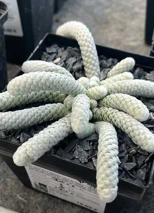 Avonia papyracea