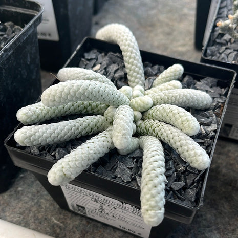 Avonia papyracea