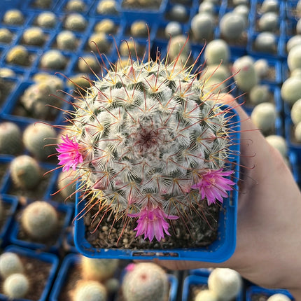 Mammillaria bombycina