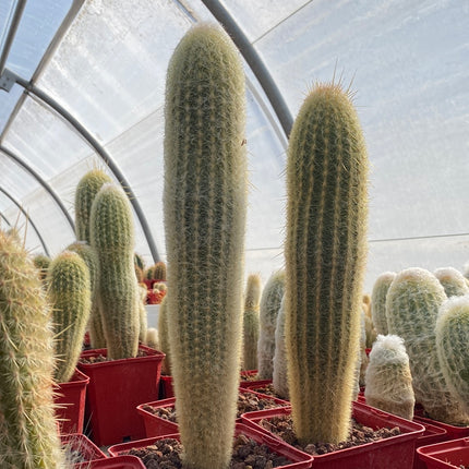 Espostoa melanostele subs. Wiegenlied