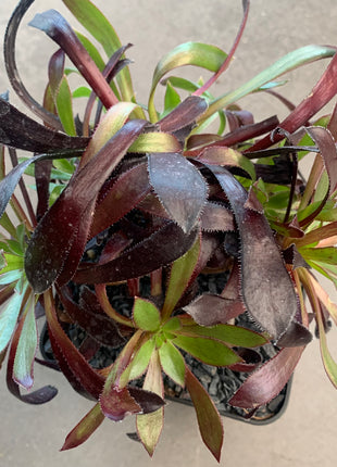 Aeonium 'Pfau'