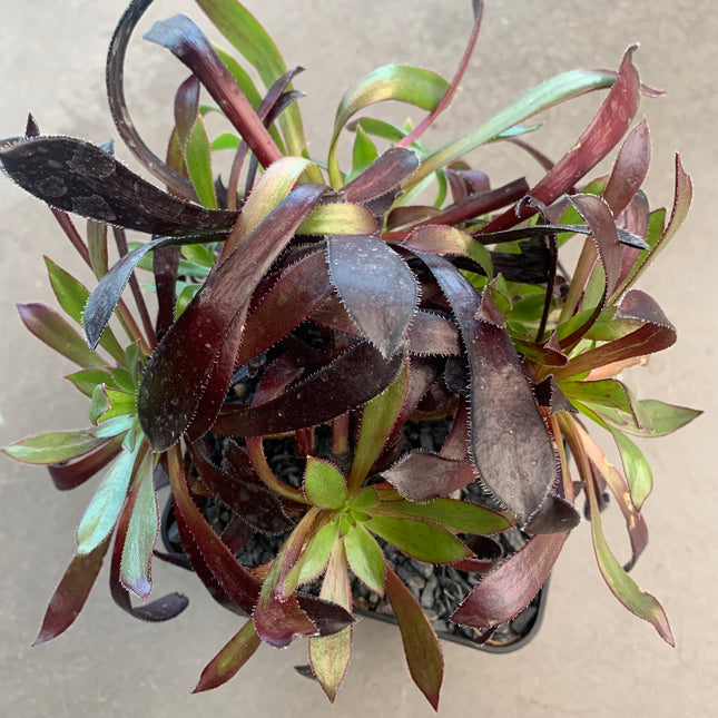 Aeonium ‘Peacock’