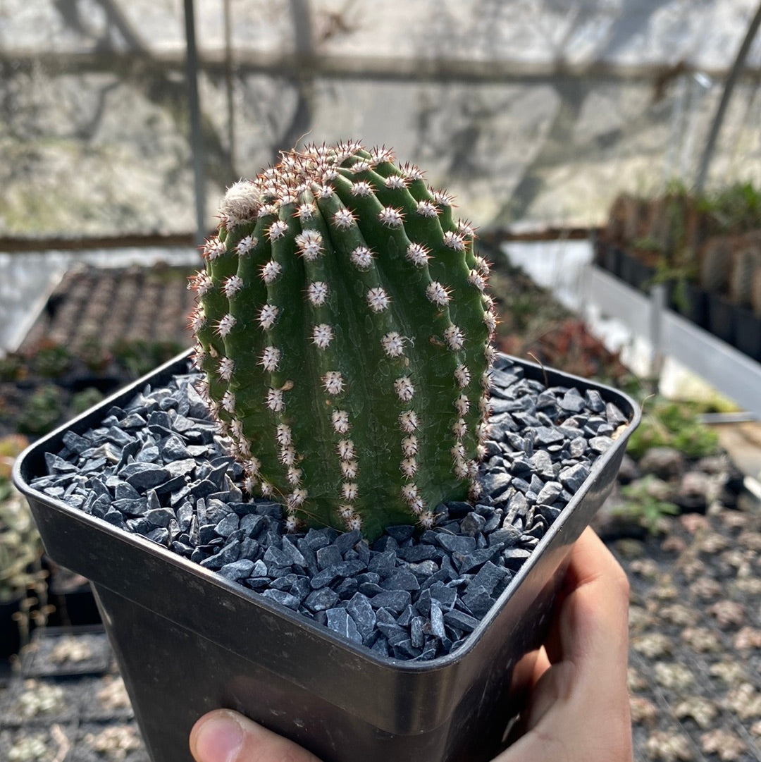 Trichocereus hybrid