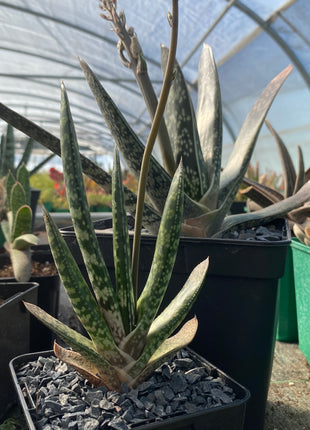 zweifarbige Gasteria