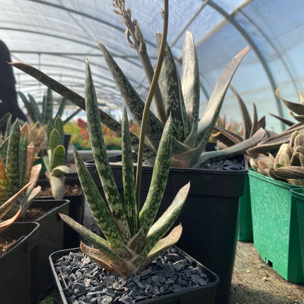 zweifarbige Gasteria