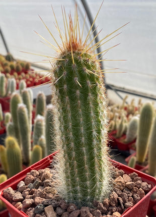 Espostoa mirabilis