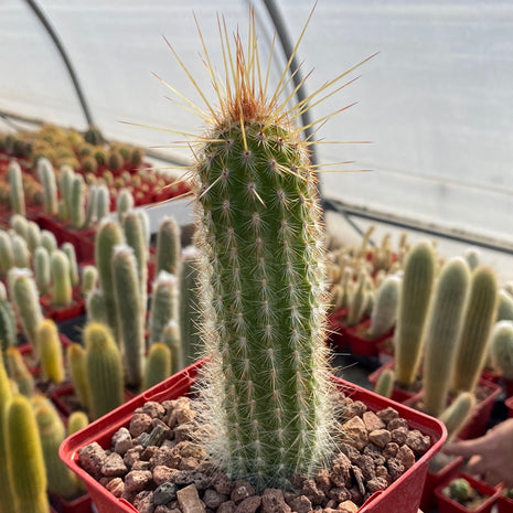 Espostoa mirabilis