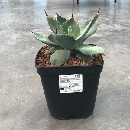 Agave parryi 'Tarrina' and 'L'