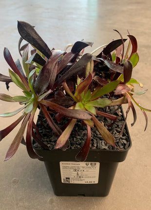 Aeonium 'Pfau'