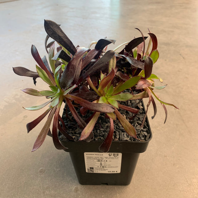 Aeonium ‘Peacock’