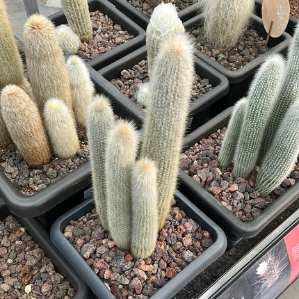Cleistocactus strausii