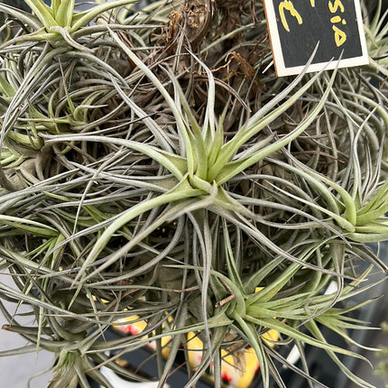 Tillandsia XXL