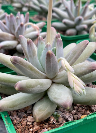 Pachyphytum compactum x Echeveria colorata