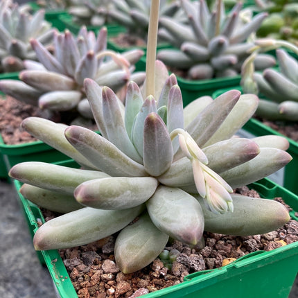 Pachyphytum compactum x Echeveria colorata
