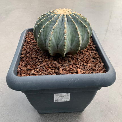 Ferocactus glaucescens inermis