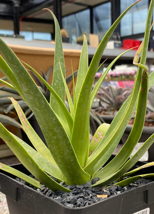 Agave bracteosa