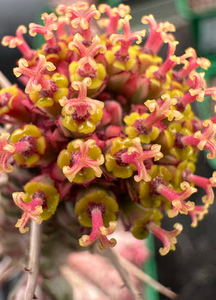 Euphorbia submammillaris variegata