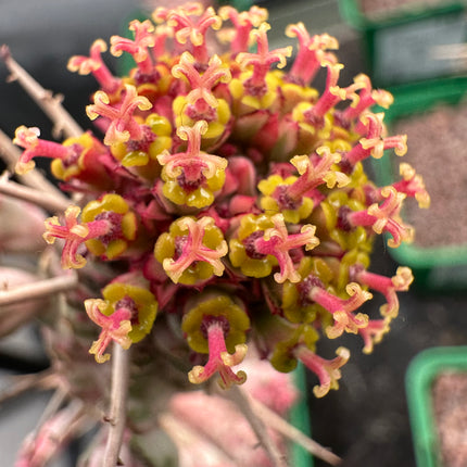 Euphorbia submammillaris variegata