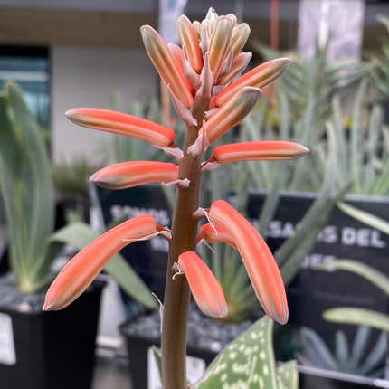 Gonialoe variegata