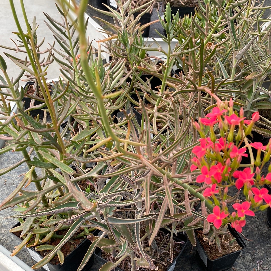 Kalanchoe daigremontiana octopus