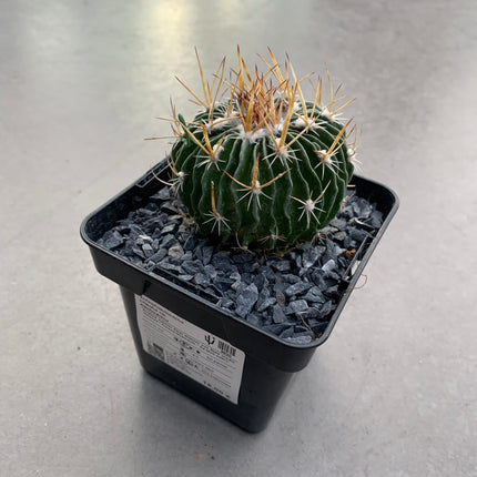 Echinofossulocactus crispatus var. erectocentrus