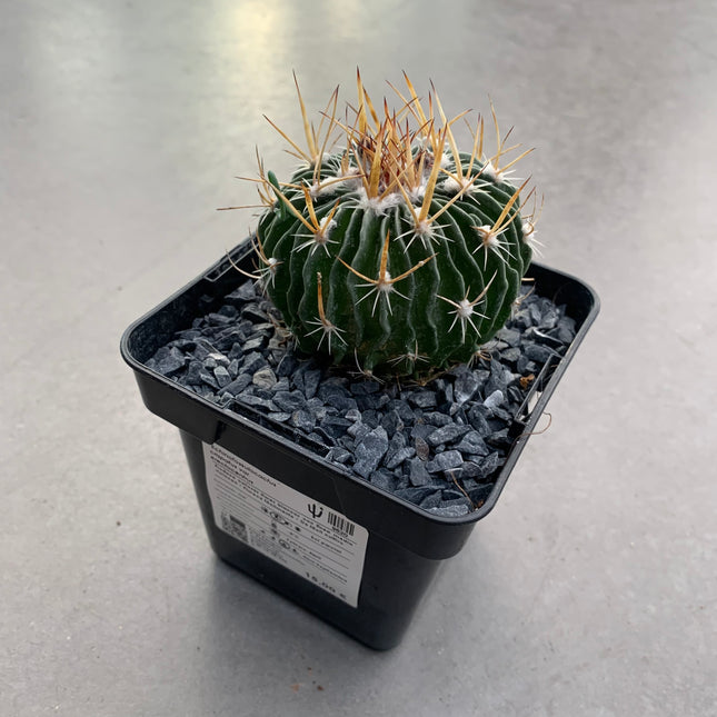 Echinofossulocactus crispatus var. erectocentrus