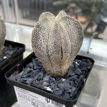 Astrophytum myriostigma 'Onzuka'