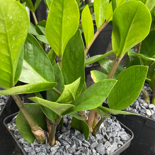 Zamioculca zamiifolia