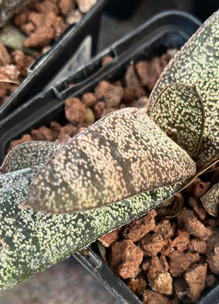 Batesianische Gasterie 'Klipwal'