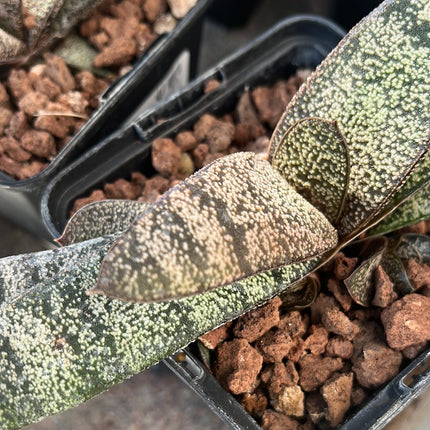 Gasteria batesiana 'Klipwal'
