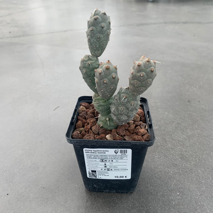 Tephrocactus articulatus inermis